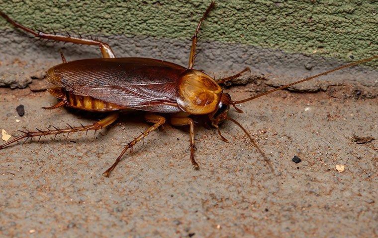 Roach treatment